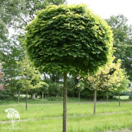 Комбинированный уход за декоративным лиственным деревом