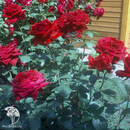 Роза Бургунд