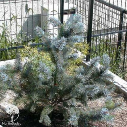 Ель колючая Вудсток на штамбе