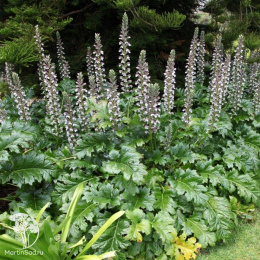 Акант моллис