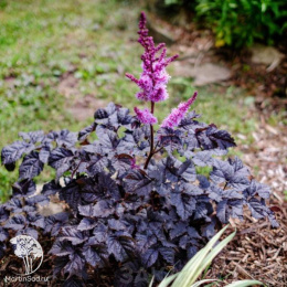 Астильба Арендса Дарк Сайд оф зе Мун