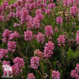 Брукенталия остролистная (шиловидная) Руди