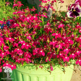 Лобелия плетистая Рубиновый фонтан