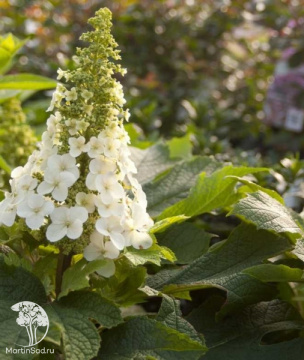 Фото  Гортензия дуболистная Джетстрим