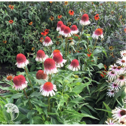 Эхинацея Строберри Энд Крим