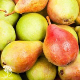 Груша Бере русское