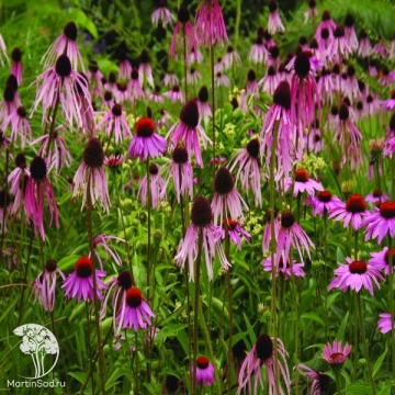 Фото Echinacea Эхинацея пурпурная Лебёдушка