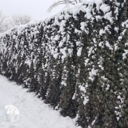 Плющ обыкновенный Вернер