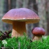 Мицелий Белый гриб Сосновый на зерновом субстрате фото 2 