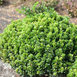 Барбарис Тунберга Грин Сапфир