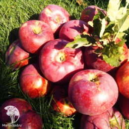 Сверхвыгодный комплект! Яблоня Апорт + опылитель яблоня Антоновка