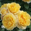 Роза флорибунда Санстар фото 1 