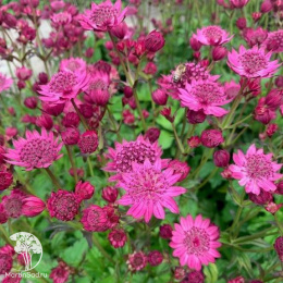 Астранция крупноцветковая Кериз Баттон