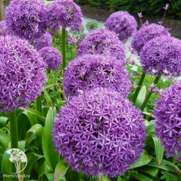 Лук декоративный Глоубмастер