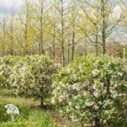 Яблоня декоративная Брокманн Грун Кугел на штамбе