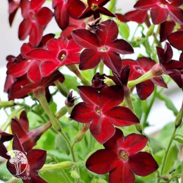 Табак Сандер Красный, душистый