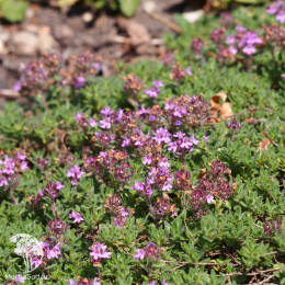 Тимьян сизый Дорфлера