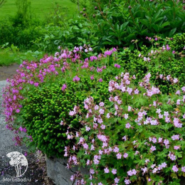 Герань луговая