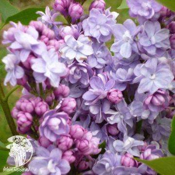 Фото Сирень обыкновенная Виктор Лемуан