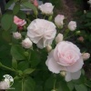 Роза Аспирин (белая) С-7,5 фото 2 