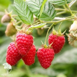 Rubus idaeus L Radziejowa Малина Радзиёва