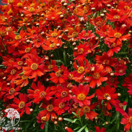 Кореопсис Амулет (красильный, карликовый)