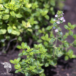 Тимьян лимоннопахнущий Мистик Лемон