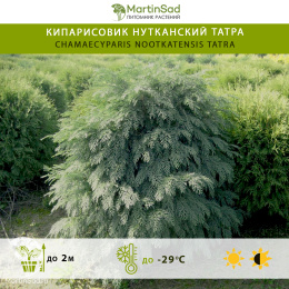 Кипарисовик нутканский Татра