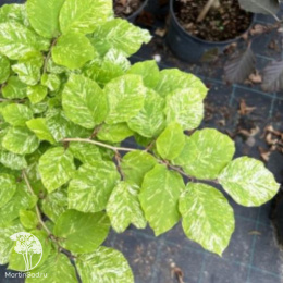 Бук лесной Рольф Маркгуардт