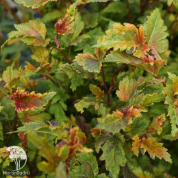 Пузыреплодник калинолистный Хамелеон