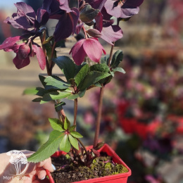 Морозник Айс эн Роузес Ред