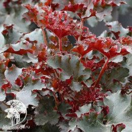 Сверхвыгодный микс! Гейхера Кримсон Керлс + Гейхера Принц + Гейхера Зиппер