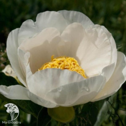 Пион травянистый Ян ван Левен