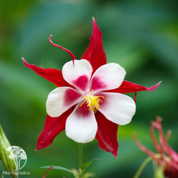 Аквилегия Красная звезда, культурная