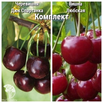 Фото Сверхвыгодный комплект! Черевишня Дюк Спартанка + опылитель вишня Любская