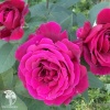Роза чайно-гибридная Квин оф Бермуда на штамбе фото 2 