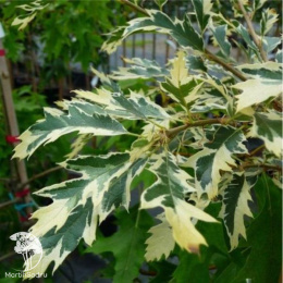 Ясень пенсильванский Аргентиомаргината на штамбе