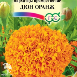 Бархатцы пр. Дюн Оранж (Тагетес) серия Элитная клумба