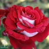 Роза чайно-гибридная Люксор фото 1 