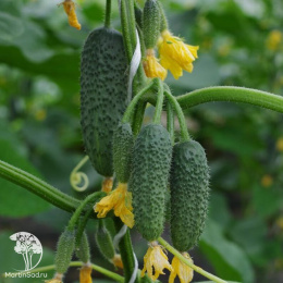 Огурец партенокарпический Лихач F1 ( 2-ной пак.)