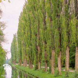  Тополь чёрный Италика