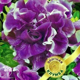 Петуния Голубой плюш F1 (серия Элитная клумба) махровая