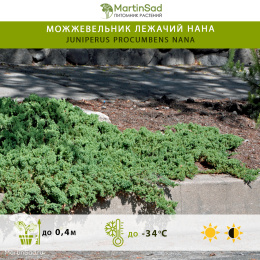 Можжевельник лежачий Нана