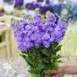 Левкой высокорослый Чудо лавандовый