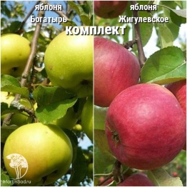 Фото Сверхвыгодный комплект! Яблоня Богатырь + опылитель яблоня Жигулёвское