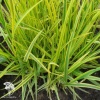 Alopecurus pratensis Aureovariegatus Лисохвост луговой Ауреовариегатус фото 2 