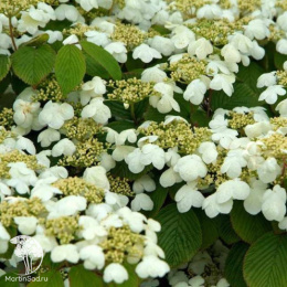 Калина складчатая Мариса