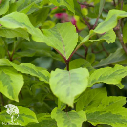 Сирень гималайская Ауреовариегата