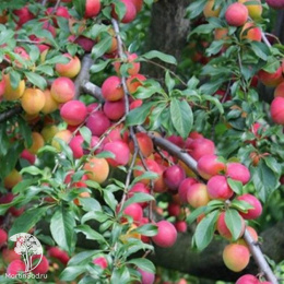 Слива гибрид Скороплодная + Этюд