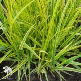 Лисохвост луговой Ауреовариегатус